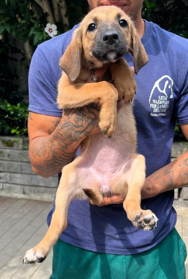 5 Bellissimi Cuccioli